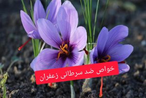 خواص ضد سرطانی زعفران