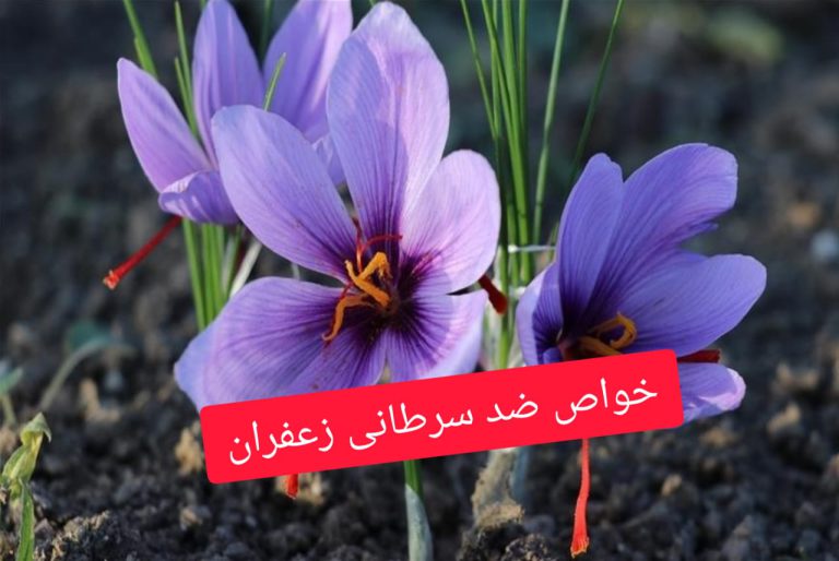 خواص ضد سرطانی زعفران