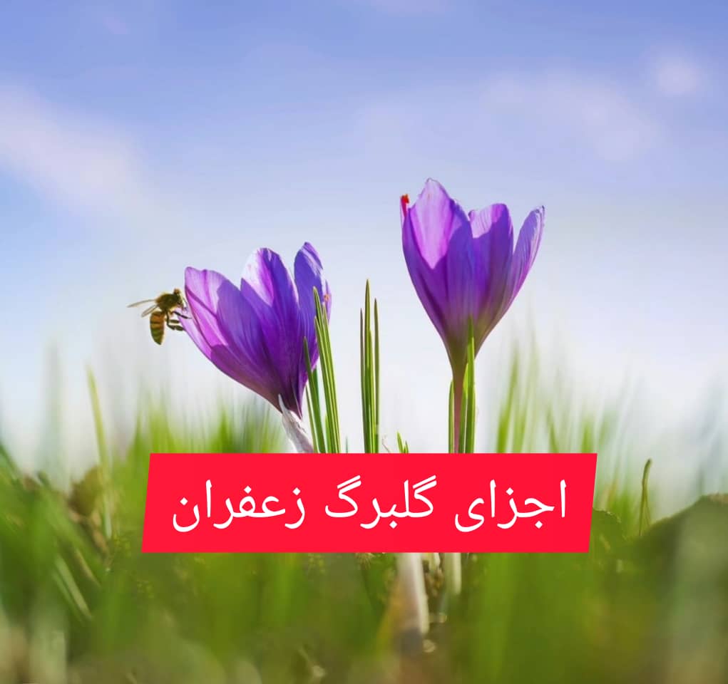 اجزای گلبرگ زعفران در گل زعفران برای چی خوبه