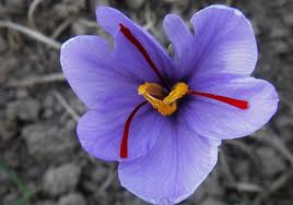 گل زعفران برای چی خوبه ؟