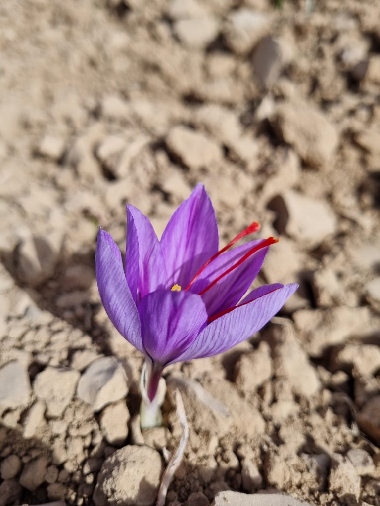 هر پیاز زعفران چند گل میدهد در زعفران چند سال محصول میدهد