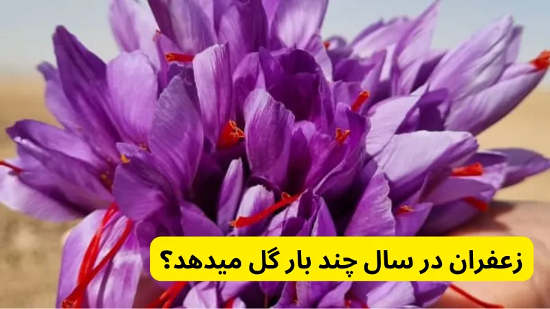 زعفران در سال چند بار گل میدهد؟