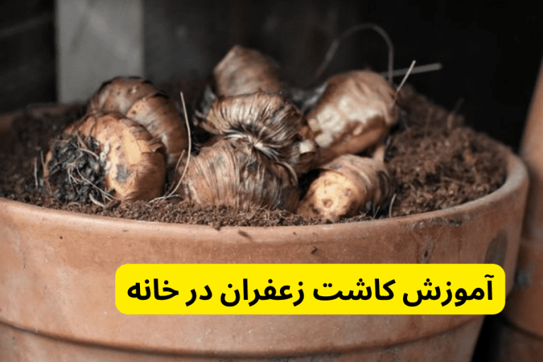 آموزش کاشت زعفران در خانه