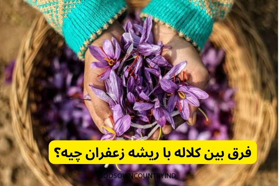 فرق بین کلاله با ریشه زعفران چیه؟ در سوالات متداول زعفران