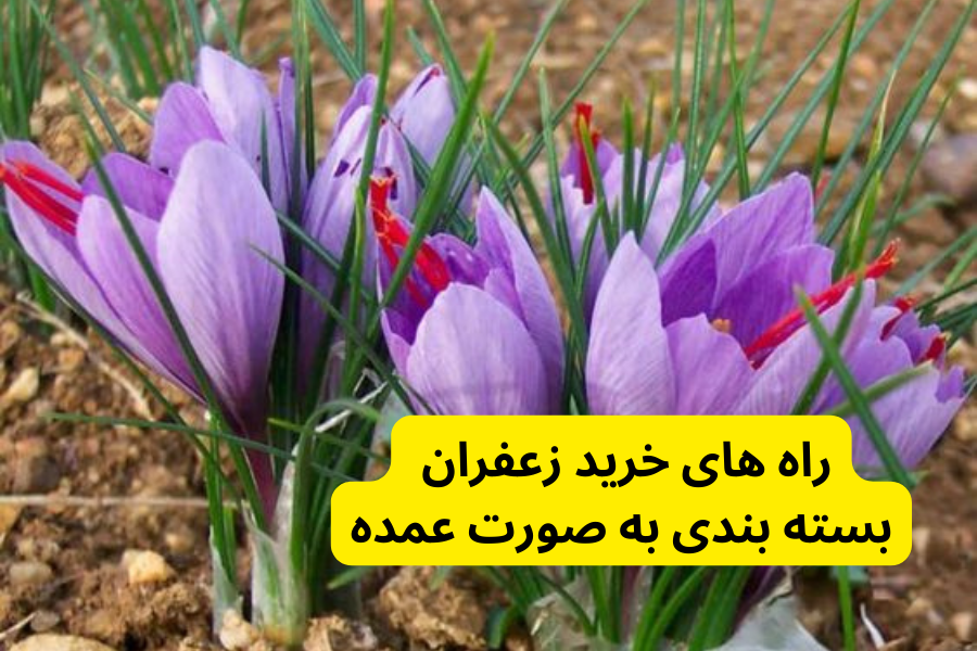 راه های خرید زعفران بسته بندی به صورت عمده