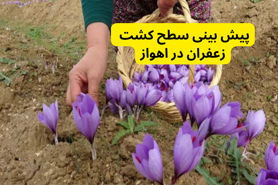 پیش بینی سطح کشت زعفران در اهواز