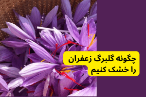 چگونه گلبرگ زعفران را خشک کنیم