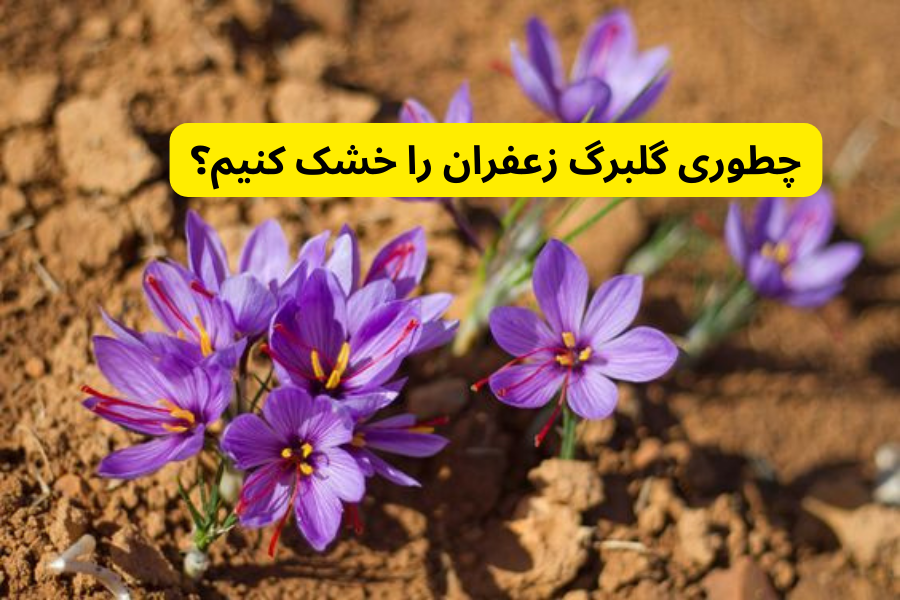 چطوری گلبرگ زعفران را خشک کنیم؟