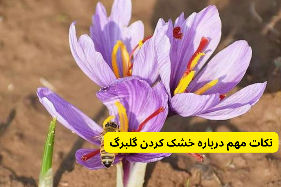 نکات مهم درباره خشک کردن گلبرگ