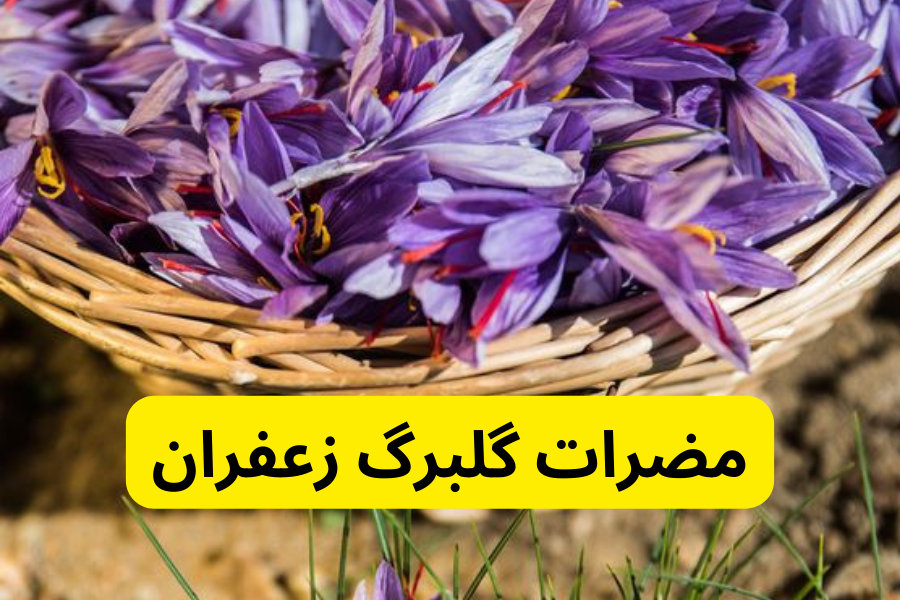 مضرات گلبرگ زعفران