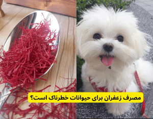 مصرف زعفران برای حیوانات خطرناک است؟