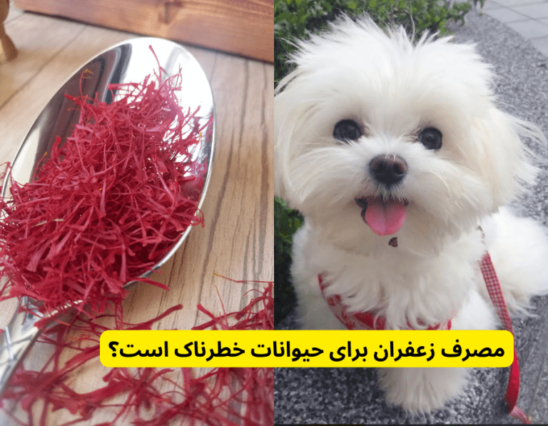 مصرف زعفران برای حیوانات خطرناک است؟