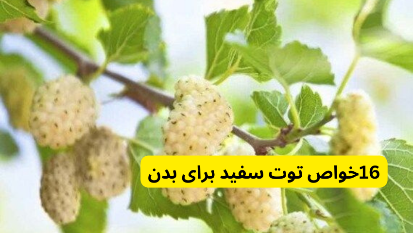 16خواص توت سفید برای بدن