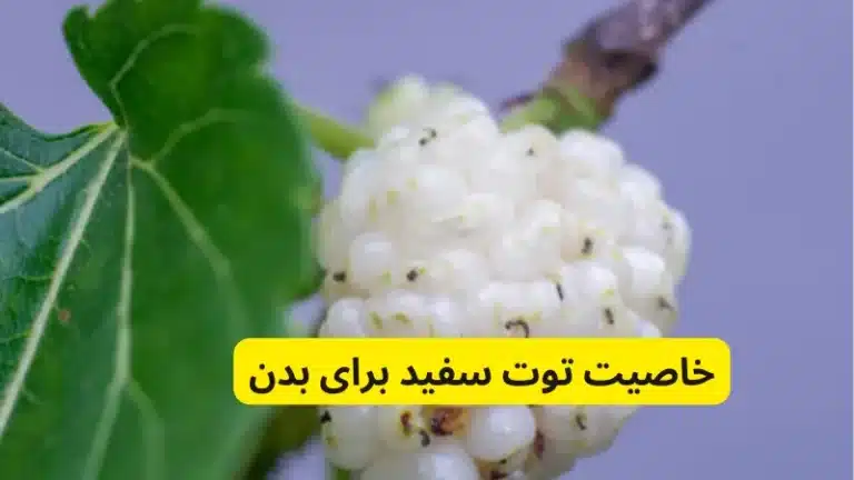 خاصیت توت سفید برای بدن