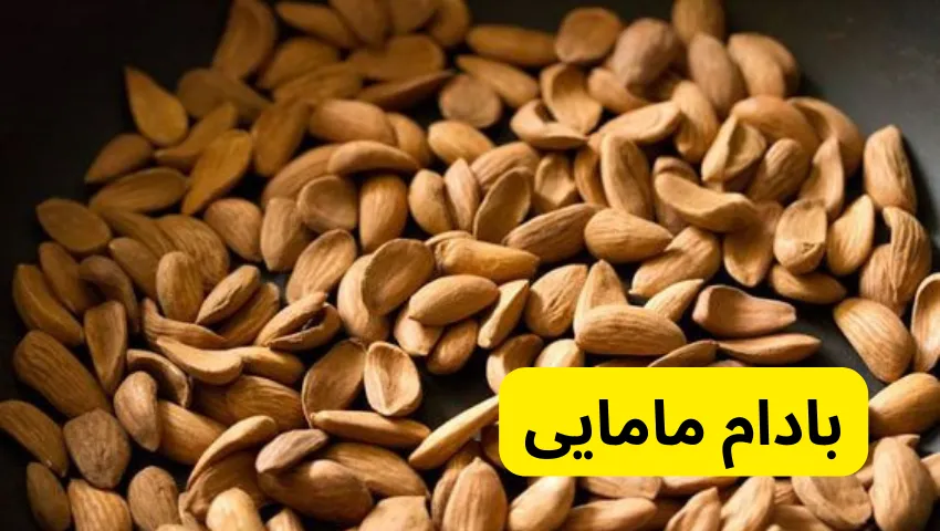 بادام مامایی 