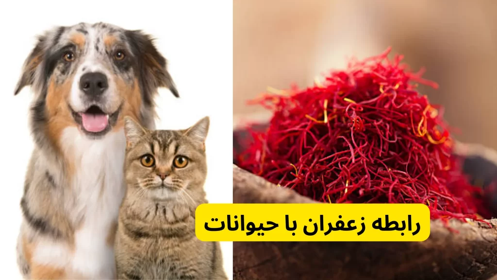 مقدار مصرف زعفران برای انسان و حیوان در مصرف زعفران برای حیوانات خطرناک است؟