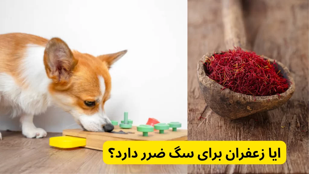 ایا زعفران برای سگ ضرر دارد؟ در مصرف زعفران برای حیوانات خطرناک است؟