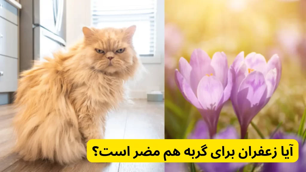 آیا زعفران برای گربه هم مضر است؟ در مصرف زعفران برای حیوانات خطرناک است؟