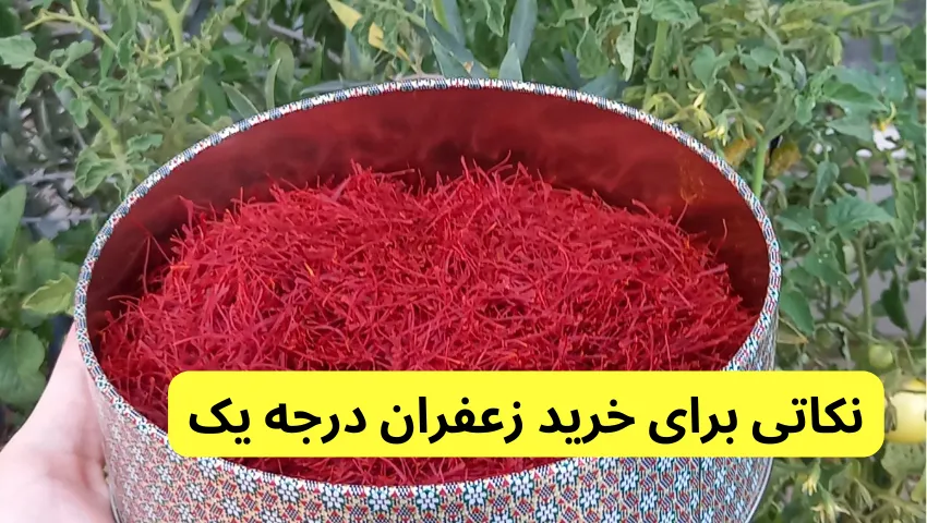 نکاتی برای خرید زعفران درجه یک در خرید زعفران اصل از کشاورز