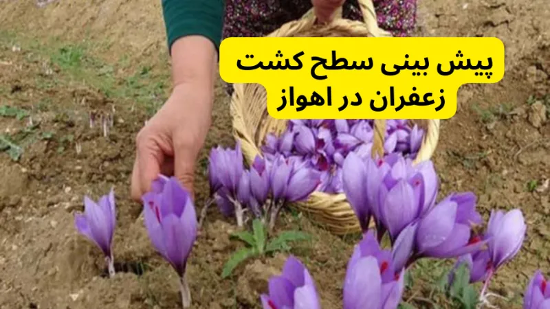 پیش بینی سطح کشت زعفران در اهواز