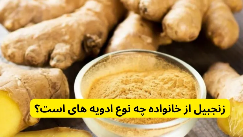 زنجبیل از خانواده چه نوع ادویه های است؟