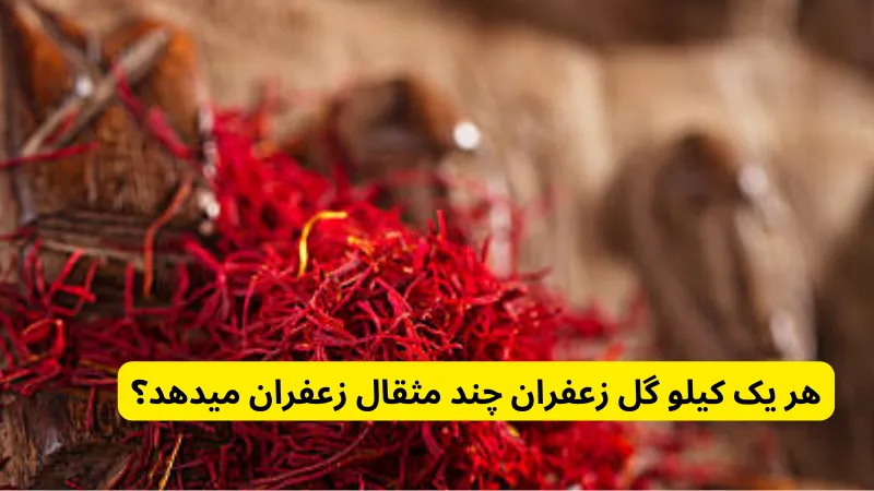 هر یک کیلو گل زعفران چند مثقال زعفران میدهد؟