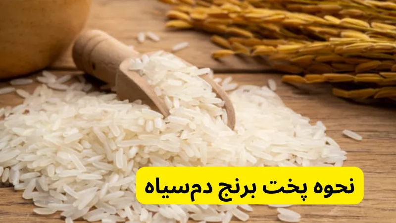 نحوه پخت برنج دم‌سیاه