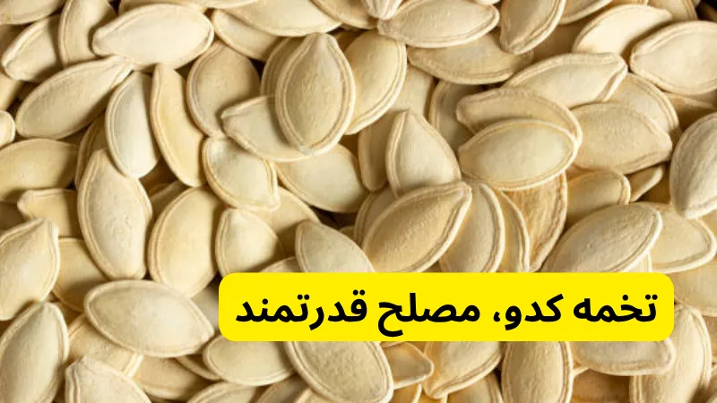 تخمه کدو، مصلح قدرتمند در طبع آجیل ها چیست؟