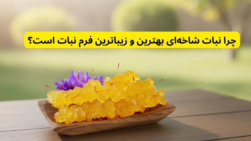 چرا نبات شاخهای بهترین و زیباترین فرم نبات است؟ قیمت و خرید نبات شاخه ای زعفرانی و کیلویی و عمده به صورت فله
